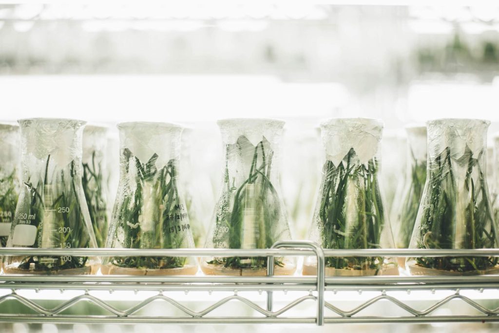 Rows of glass laboratory flasks containing plant samples sealed with plastic wrap, placed on a metal shelf in a bright environment.