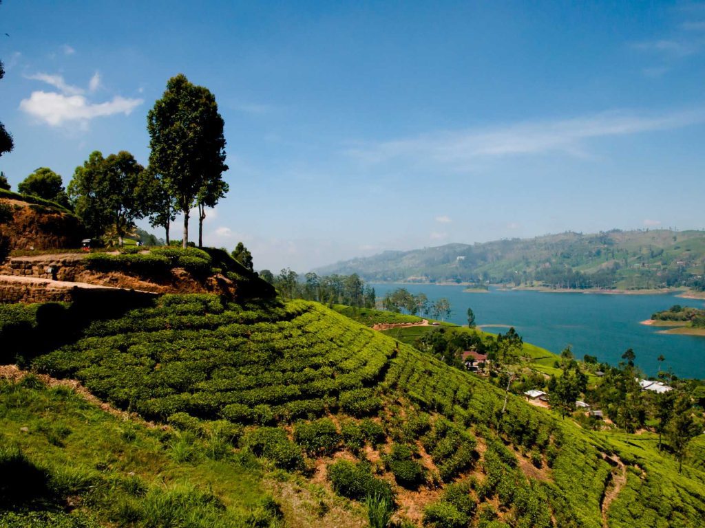 Lush green tea plantations on rolling hills overlooking a serene lake in Sri Lanka’s central highlands under a clear blue sky.