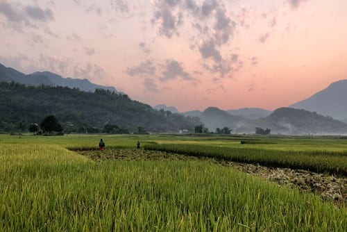 landscape view of a rice field during sunset